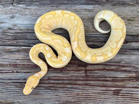 Image result for Bamboo Ultramel Ball Python