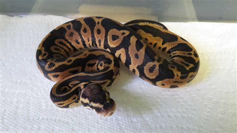 Image result for Ball Python Leopard