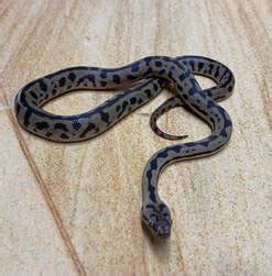 Image result for Spotted Python Natural Habitat