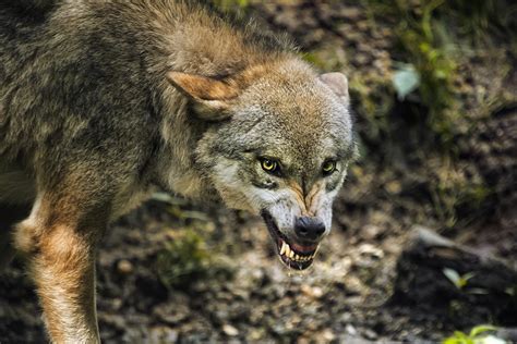 Image result for Snarling Wolf