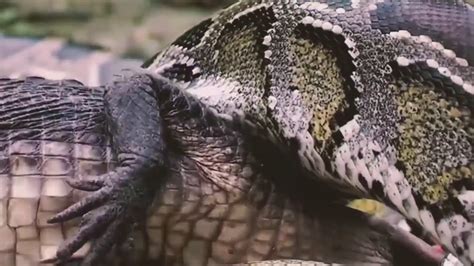 Image result for Python vs Croccodile