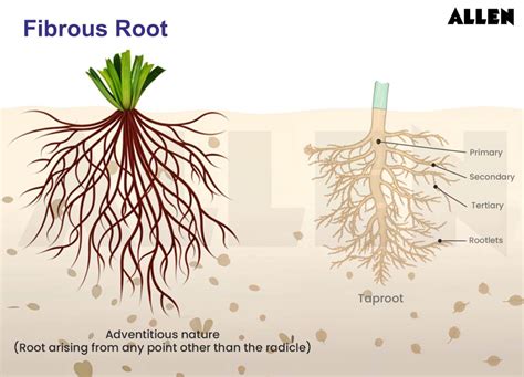 Image result for Root System