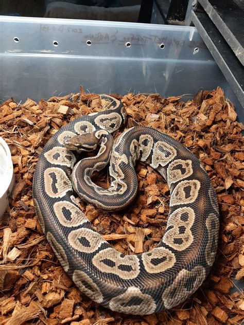 Image result for Red Axanthic Ultramel Ball Python