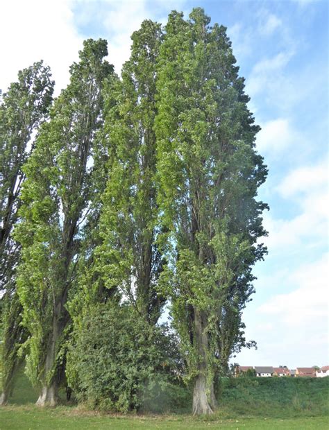 Afbeeldingsresultaten voor Columnar Poplar Tree
