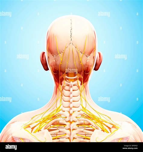 Image result for Spine and Nervous System