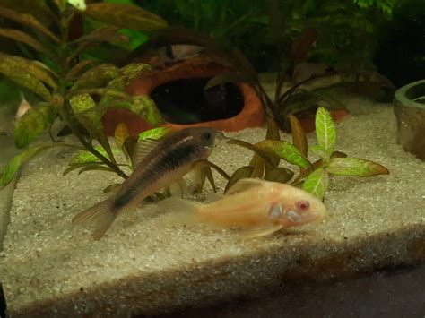 Afbeeldingsresultaten voor +Differnce Between C and Python