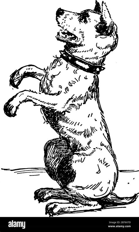 Image result for How to Draw Dog Sitting Down Tutorial