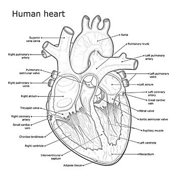 Toradh íomhá ar Complement System Coloring