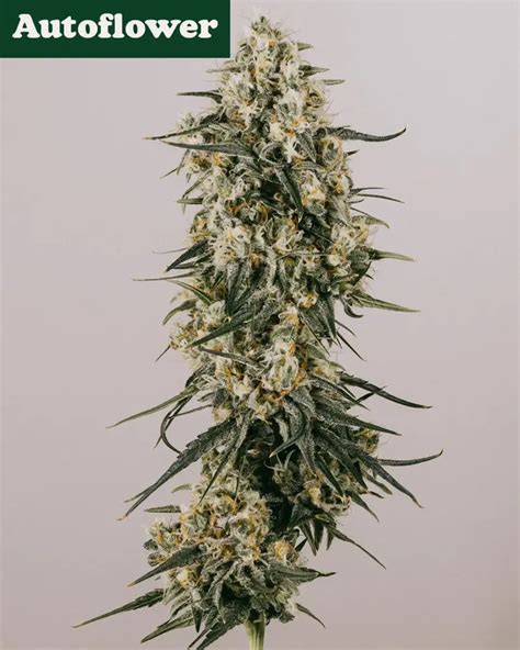 Image result for Autoflower Strains