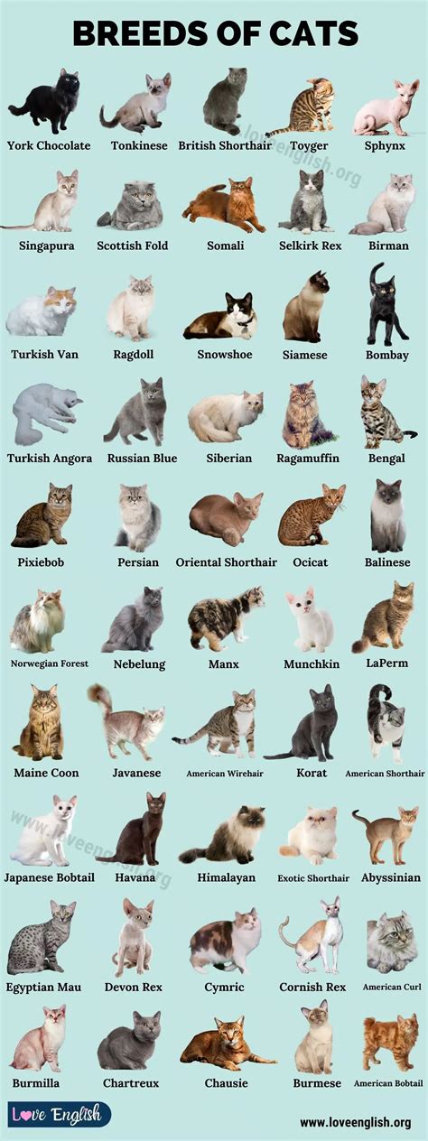 Different Types of Cats に対する画像結果