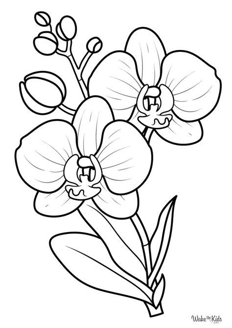 Image result for Orchid Flower Coloring Pages