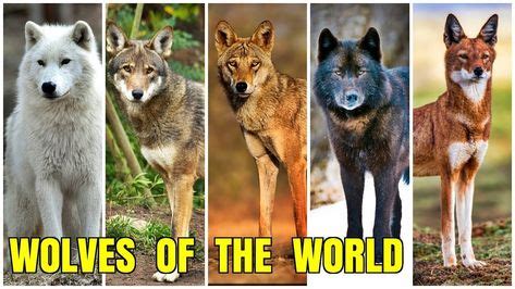 All Wolf Breeds に対する画像結果