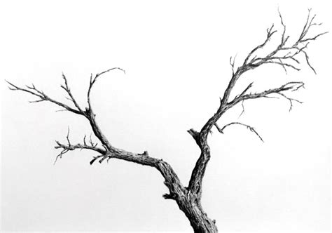 Realistic Tree Trunk Drawing に対する画像結果