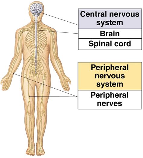 Image result for Peripheral Nervous System Brain