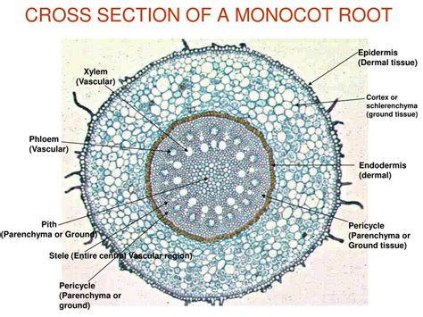Image result for Monocot Root Tissue