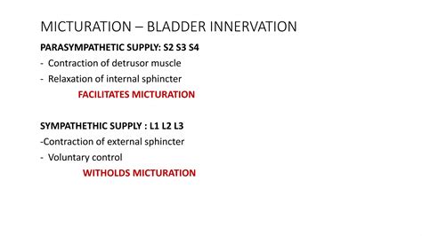 Image result for Bladder Control Innervation