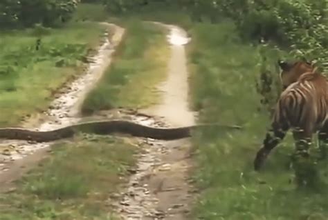 Image result for Hard Tiger vs Python