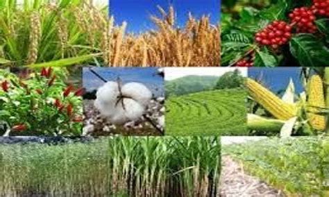Image result for Examples of Cash Crops