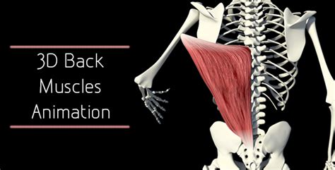 Image result for Muscle Simulator Lower Back