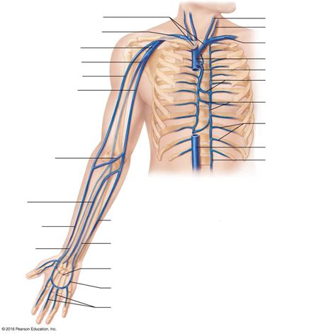 Image result for Veins Diagram 2D