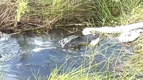 Image result for Alligator Dragging Python