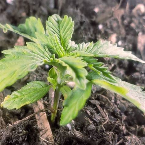 Image result for OG Kush Autoflower Week by Week