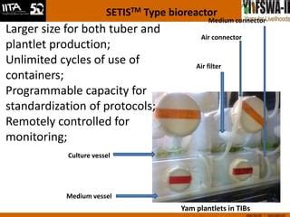 Image result for Pre Basic Seed