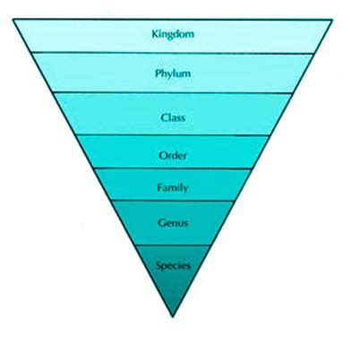 Image result for Hierarchical Classification System