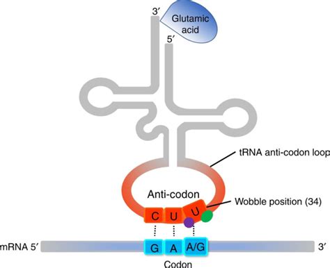Image result for tRNA Codon