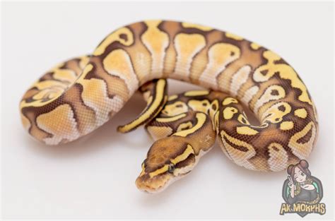 Image result for Lesser Onyx Ball Python
