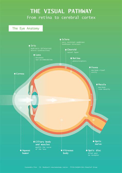 Visual Processing Pathway に対する画像結果