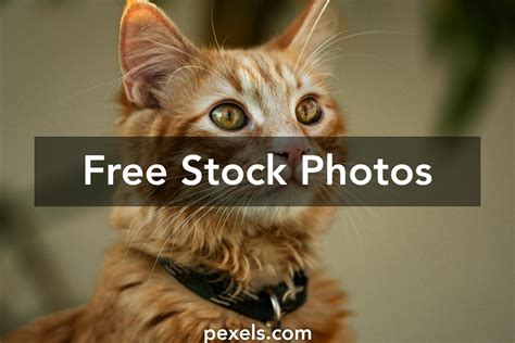 GUI Free-এর ছবি ফলাফল