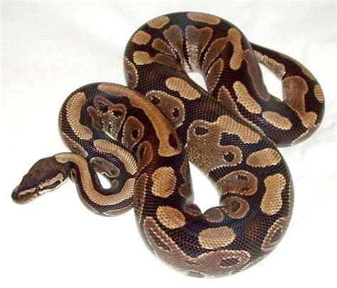 Image result for Ball Python 4Ft
