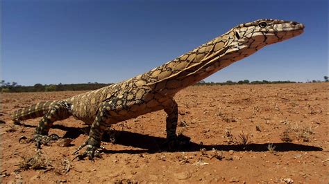 Image result for Australian Monitor Lizard