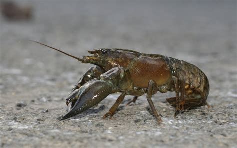 Image result for Crawdad Hole Fishing