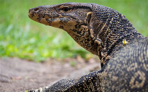 Image result for Largest Monitor Lizard