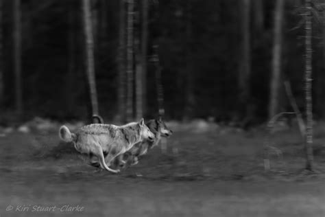 Forest Elf Running with the Wolves に対する画像結果