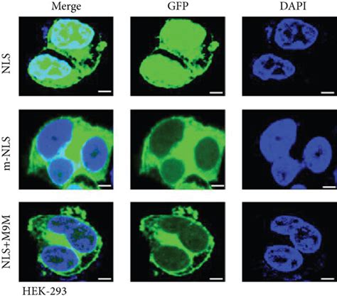 Image result for Py NLS