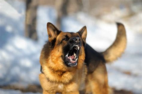 Image result for Angry German Shepherd
