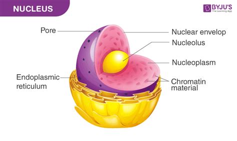 Image result for Cell Nucleus Structure and Function