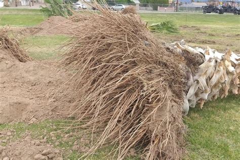 Toradh íomhá ar Date Palm Tree Root System