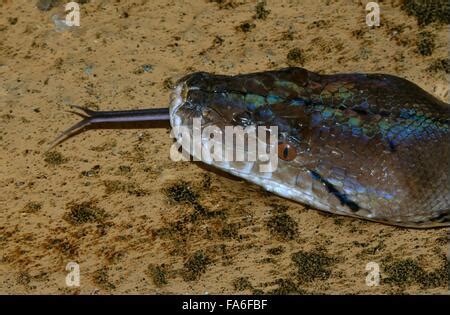 Toradh íomhá ar Asiatic Reticulated Python