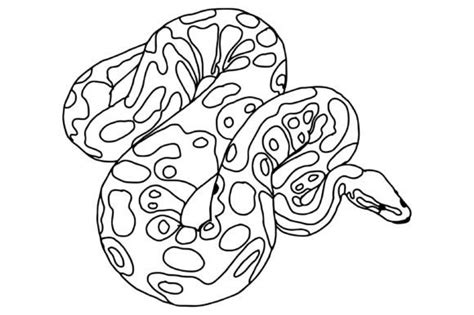 Image result for Python Vector Art