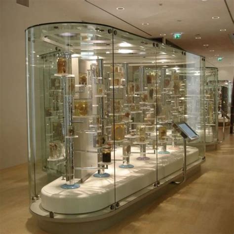 Image result for Anatomisch Museum Leiden