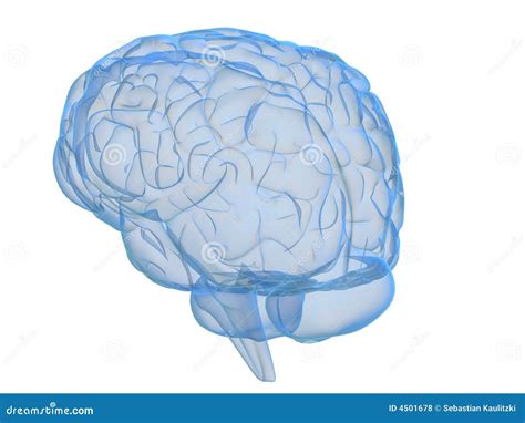 Image result for Brain Transparent Front