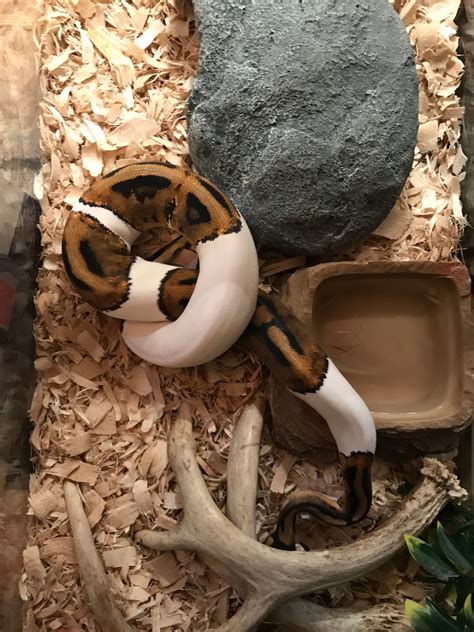 Image result for Ball Python Feet