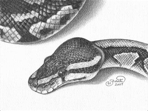 Image result for Drawing of Python Side View