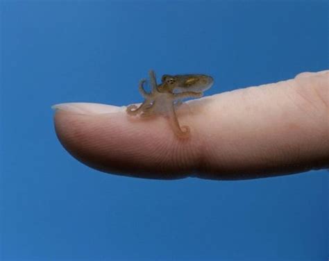 Image result for Small Octopus