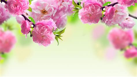 Image result for Spring Wallpaper Simple