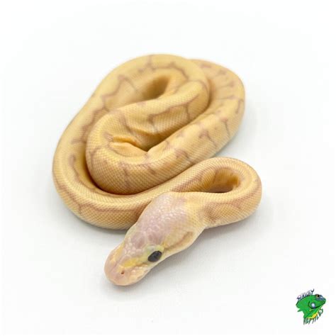 Image result for Baba Na Ivory Python